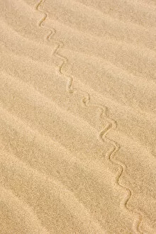 Namibia Collection: Africa, Namibia, Northwestern Namibia, Kaokoveld. Reptile pattern on a sand dune