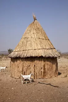 Namibia Gallery: Africa, Namibia, Opuwo. Goats and hut in a Himba village