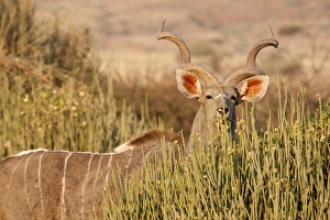 Spiral Prints: Africa, Namibia, Palmwag Conservancy. A greater kudu male looks over euphorbia plants