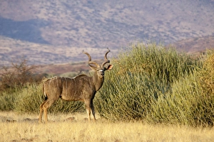 Africa, Namibia, Palmwag Conservancy. A greater kudu male stands in front of euphorbia plants