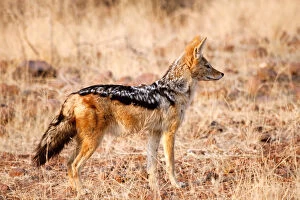 Namibia Gallery: Africa, Namibia, Palmwag Conservancy. Profile of black-backed jackal