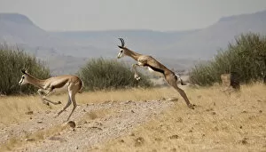 Namibia Gallery: Africa, Namibia, Palmwag. Running springboks with one in mid-jump