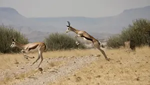 Grassland Prints: Africa, Namibia, Palmwag. Running springboks with one in mid-jump