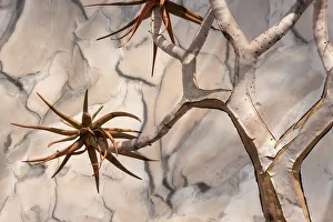 Images Dated 24th March 2021: Africa, Namibia. Quiver tree and bark photo montage