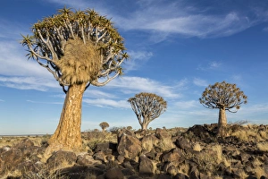 Africa, Namibia. Quiver trees and boulders