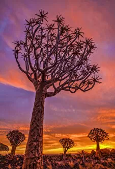 Africa Collection: Africa, Namibia. Quiver trees at sunset