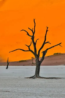 Africa, Namibia, Sossusvlei. Dead Acacia Trees in the White Clay Pan at Deadvlei