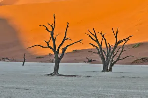 Acacia Tree Prints: Africa, Namibia, Sossusvlei. Dead Acacia Trees in the White Clay Pan at Deadvlei