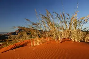 Sossussvlei Prints: Africa, Namibia, Sossusvlei. Dune grass glows golden in the setting sunlight of