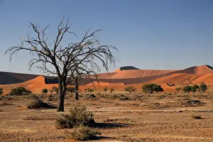 Terrain Prints: Africa, Namibia, Sossusvlei. Flora landscape of Sossusvlei