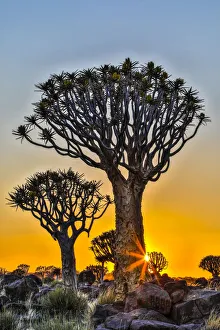 Barren Prints: Africa, Namibia, sunrise at the Quiver tree Forest at the Quiver tree Forest Rest Camp