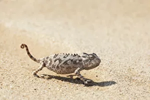 Africa, Namibia, Swakopmund, Namaqua Chameleon, Chamaeleo namaquensis
