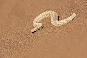 Scary Prints: Africa, Namibia, Swakopmund, Peringueys Desert Adder, Bitis peringuey