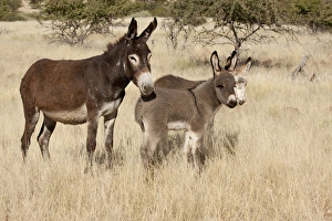 Africa, Namibia, Torras Conservancy. Adult and young donkeys in dry grass. Credit as