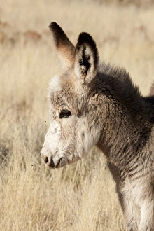Images Dated 22nd June 2011: Africa, Namibia, Torras Conservancy. Profile of young donkey