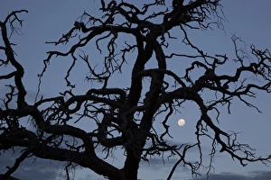 Africa, Namibia. Tree silhouette and full moon