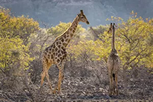 Namibia Gallery: Africa, Namibia, Twyfelfontein. Three giraffes amidst acacia trees