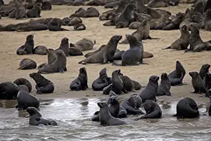 Sand Spit Prints: Africa, Namibia, Walvis Bay. Cape Fur Seal Colony of the Skeleton Coast