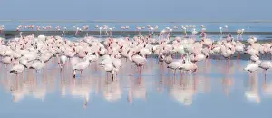Flamingo Prints: Africa, Namibia, Walvis Bay. Group of greater flamingos