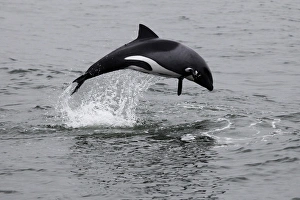 Walvis Bay Prints: Africa, Namibia, Walvis Bay. The Heavisides Dolphin, or Havisides Dolphin