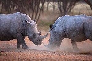 Africa, Namibia. White rhinos fighting. Credit as: Jim Zuckerman / Jaynes Gallery / DanitaDelimont