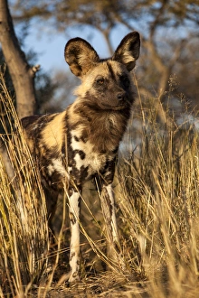 Images Dated 27th May 2012: Africa, Namibia. Wild dog close-up