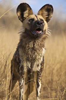 Images Dated 30th October 2010: Africa, Namibia. Wild dog close-up