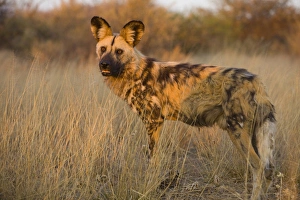 Images Dated 26th September 2009: Africa, Namibia. Wild dog close-up