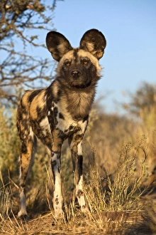 Images Dated 27th May 2012: Africa, Namibia. Wild dog close-up