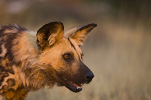 Wild Dog Prints: Africa, Namibia. Wild dog portrait