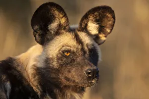 Images Dated 27th May 2012: Africa, Namibia. Wild dog portrait