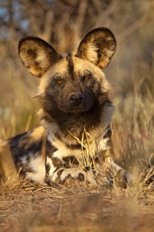 Wild Dog Prints: Africa, Namibia. Wild dog resting