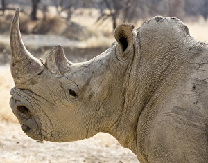 Images Dated 20th August 2014: Africa, Namibia, Windhoek, Okapuka Ranch