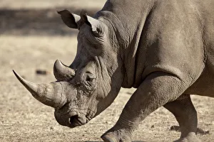 Rhinoceros Prints: Africa, Namibia, Windhoek, Okapuka Ranch. Profile close-up of endangered white rhinoceros