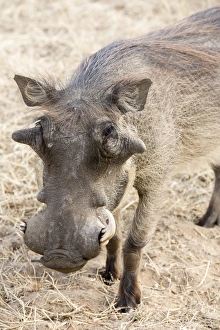 Images Dated 20th August 2014: Africa, Namibia, Windhoek, Okapuka Ranch