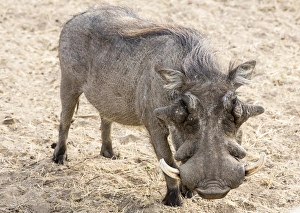 Images Dated 20th August 2014: Africa, Namibia, Windhoek, Okapuka Ranch