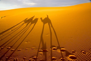 Africa, North Africa, Tafilalet, Erfoud, Merzouga, Erg Chebbi, late afternoon shadows of Dromedary
