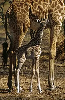 Images Dated 11th August 2009: Africa. Rothschilds giraffe and baby (Giraffa camelopardalis rothschildi). Probably
