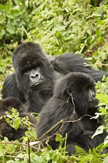 Images Dated 27th October 2010: Africa, Rwanda