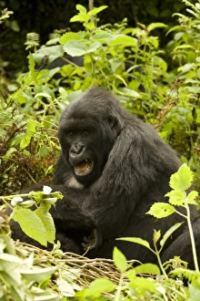 Africa, Rwanda