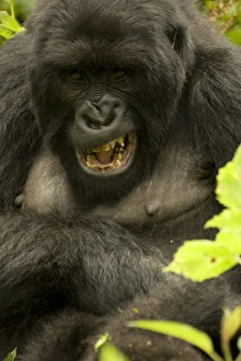 Images Dated 2000 February: Africa, Rwanda