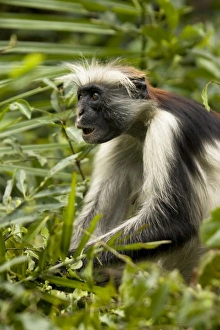 Images Dated 23rd July 2004: Africa, Rwanda