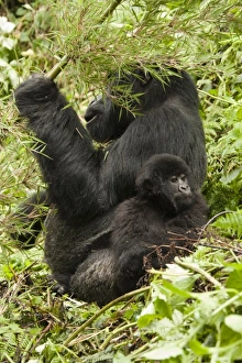 Images Dated 17th February 2009: Africa, Rwanda