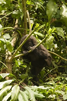 Africa, Rwanda