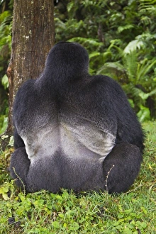 Gorilla Prints: Africa, Rwanda