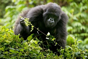 Africa, Rwanda