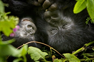 Africa, Rwanda