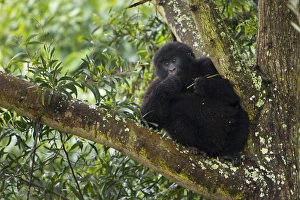 Images Dated 18th August 2011: Africa, Rwanda