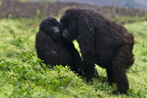 Images Dated 18th August 2011: Africa, Rwanda