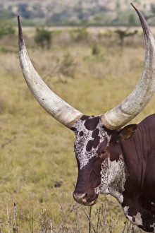 Images Dated 14th August 2011: Africa, Rwanda